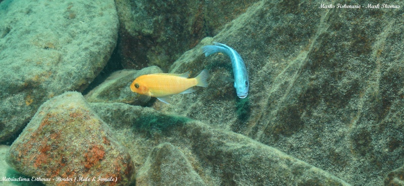 Maylandia estherae 'Border'